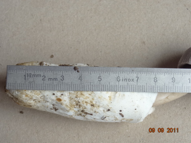 Novit� per .... me : QUIZZZZ